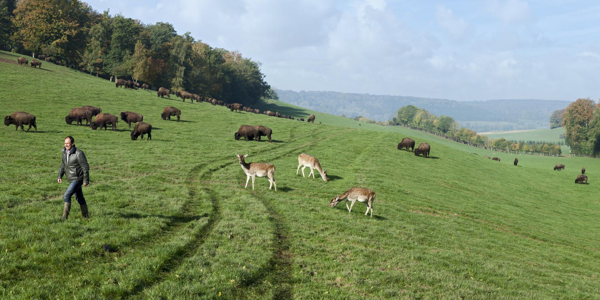 Parc Canadien Reve De Bisons Muchedent Sma H Zangl