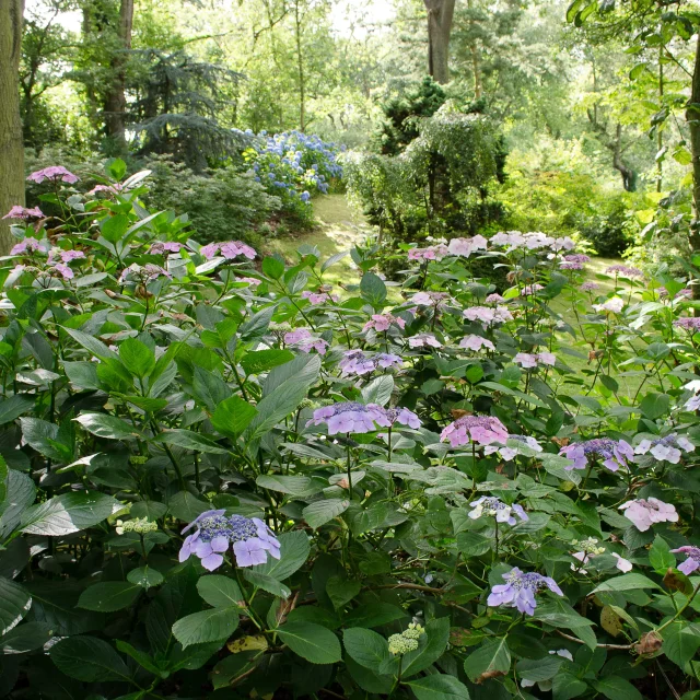 Vasterival Jardin Didier Willery 1