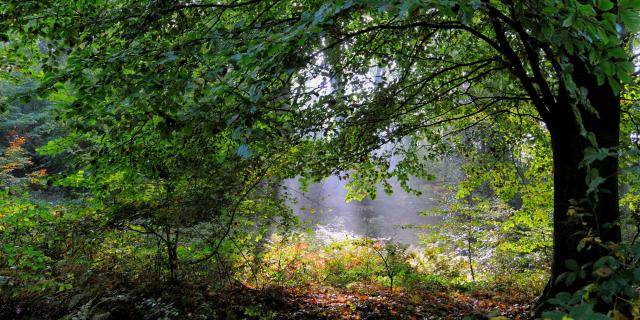 Clairière sous un arbre verdoyant