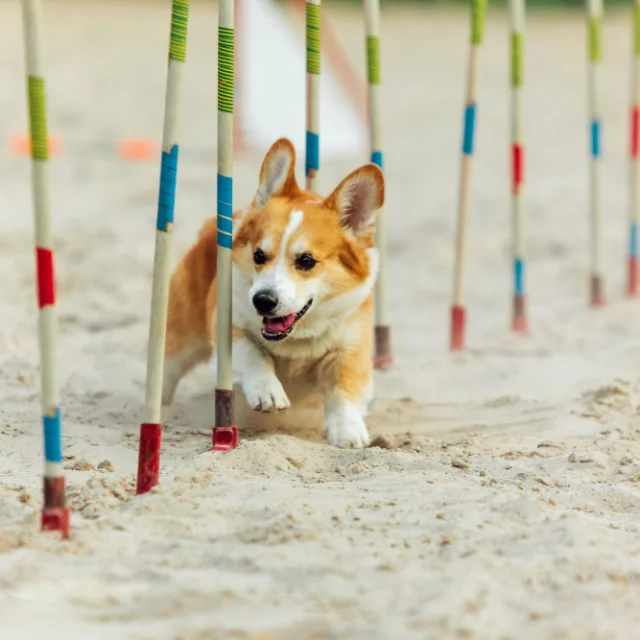 Illustration Freepik Chien Expo Canine